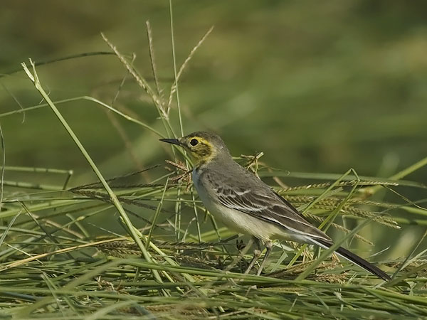 Sitruunavästäräkki, Citrine Wagtail, Motacilla citreola